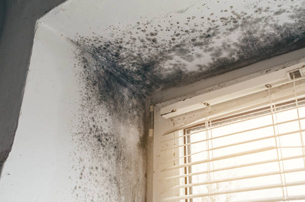 Affordable Mold Inspection And Testing solutions in Barton, MD